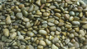 img 8515.jpg